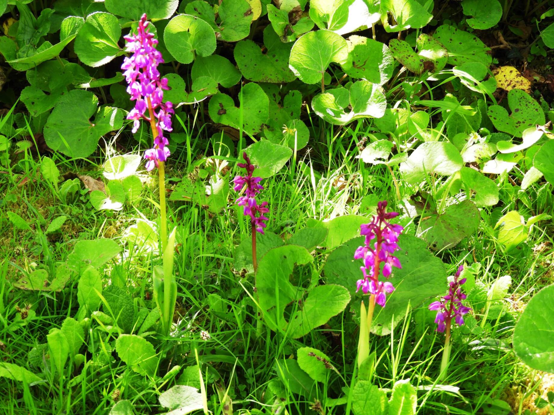 Cornish wild orchids at Rock Cottage